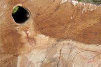 Cjp_2010_05_02_071936 (2).jpg